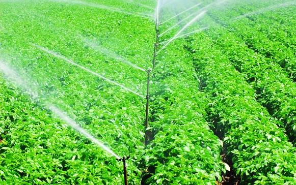 反常气候的环境柑橘怎么提质增产